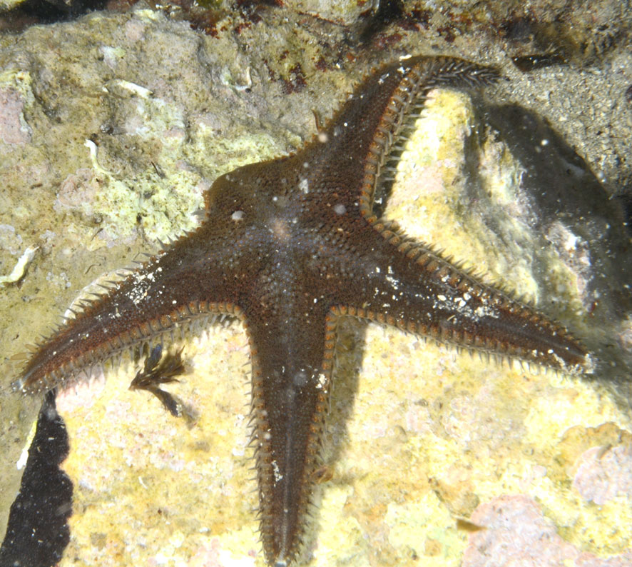 Astropecten spinulosus (Philippi, 1837)